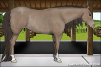 Horse Color:Classic Champagne Rabicano