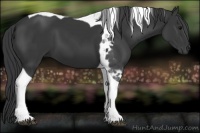 Horse Color:Black Tobiano 