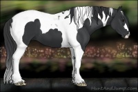 Horse Color:Black Tobiano 