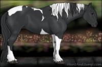 Horse Color:Black Tobiano 