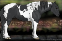 Horse Color:Black Tobiano 