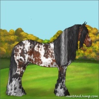 Horse Color:White Spotted Bay  and White Spotted Brown 