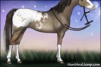 Horse Color:Liver Red Dun Splash Appaloosa 