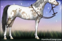 Horse Color:Brown Dun Tobiano Appaloosa 