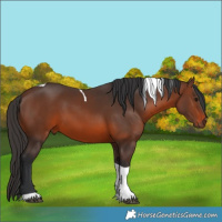 Horse Color:Brown Tobiano