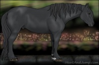 Horse Color:Black 