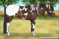 Horse Color:White Spotted Brown Snowcap 