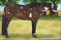 Horse Color:White Spotted Brown Appaloosa 
