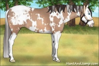 Horse Color:White Spotted Sable Champagne Splash Appaloosa 