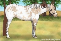 Horse Color:White Spotted Amber Champagne Dun Appaloosa 
