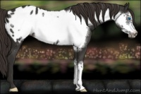 Horse Color:Liver Chestnut Frame Appaloosa