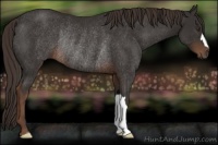 Horse Color:Liver Chestnut Rabicano