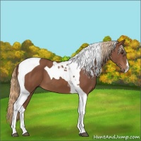 Horse Color:Chestnut Tobiano 