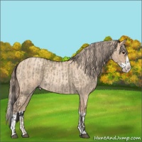 Horse Color:Smoky Grullo Sabino  and Gold Champagne Roan Splash 