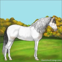Horse Color:Bay Dun Tobiano Frame 