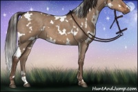 Horse Color:White Spotted Liver Red Dun