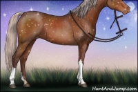 Horse Color:Chocolate Silver Brown Appaloosa 