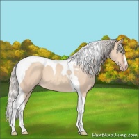 Horse Color:Silver Amber Champagne Dun Tobiano