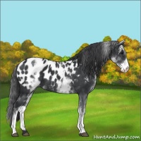 Horse Color:White Spotted Black Sabino Appaloosa 