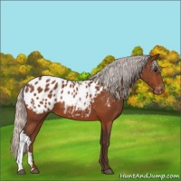 Horse Color:Silver Bay Appaloosa 