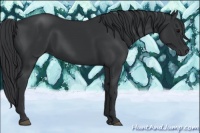 Horse Color:Black Sabino 