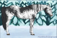 Horse Color:White Spotted Black 