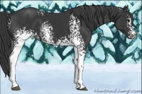 Horse Color:White Spotted Black 