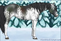 Horse Color:White Spotted Black