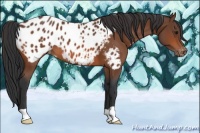 Horse Color:Bay Appaloosa 