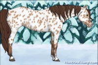 Horse Color:Bay Dun Appaloosa 