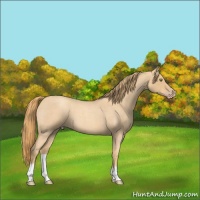 Horse Color:Gold Champagne Roan 