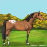 Horse Color:Bay Appaloosa 