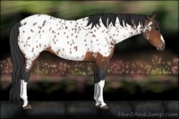 Horse Color:Bay Appaloosa