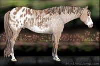 Horse Color:Red Dun Frame Appaloosa and Bay Frame Appaloosa
