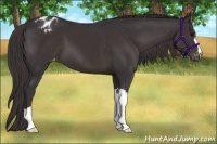 Horse Color:Smoky Black Appaloosa