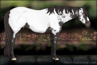 Horse Color:Smoky Black Appaloosa 