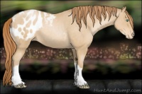 Horse Color:Smoky Black Pearl Appaloosa