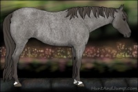 Horse Color:Smoky Blue Roan Rabicano 