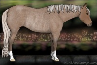 Horse Color:Silver Blue Roan Rabicano 
