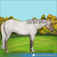 Horse Color:Silver Blue Roan Rabicano