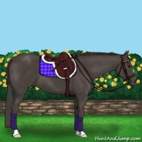 Horse Color:Smoky Black 