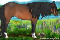 Horse Color:Brown 