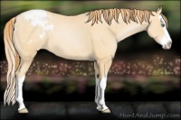 Horse Color:Smoky Black Pearl Splash Appaloosa 
