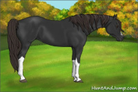 Horse Color:Gray Liver Chestnut 