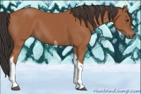 Horse Color:Bay Tobiano 