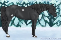 Horse Color:Black Sabino 