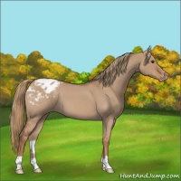 Horse Color:Red Dun Roan Appaloosa 