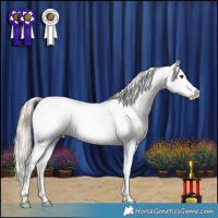 Horse Color:Chestnut Mushroom Appaloosa 