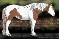 Horse Color:Chestnut Splash Tobiano