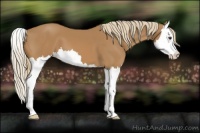Horse Color:Chestnut Splash